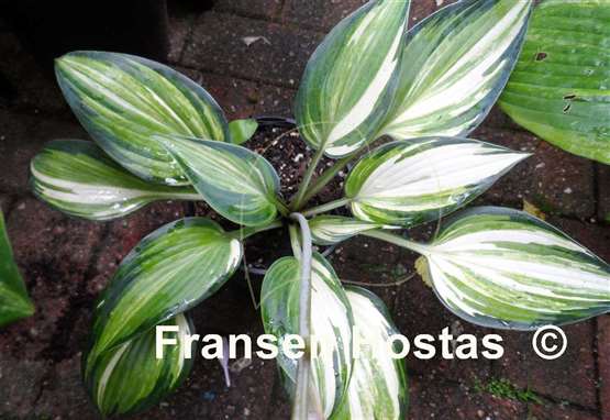 Hosta Forest Fever